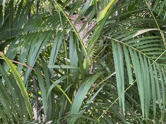 Calamus moti