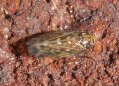 Xestocephalus