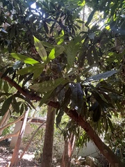 Buckinghamia ferruginiflora