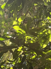 Buckinghamia ferruginiflora