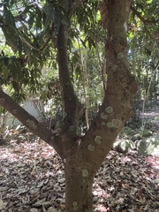 Buckinghamia ferruginiflora