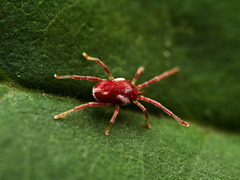 Trombidiformes