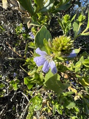 Scaevola crassifolia
