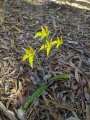 Caladenia flava flava