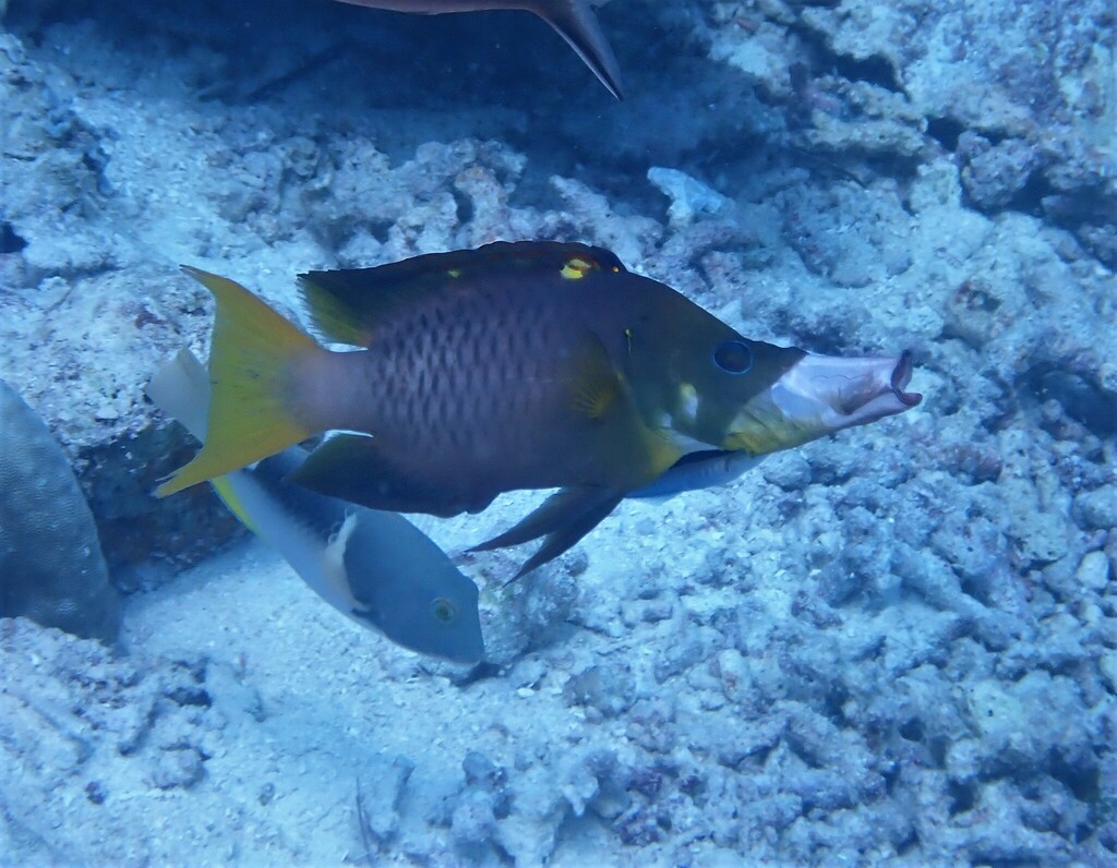 Dwarf Slingjaw Wrasse
