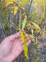 Salix udensis