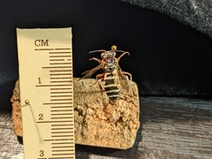 Triepeolus subnitens