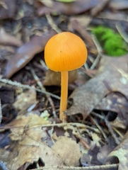 Entoloma quadratum