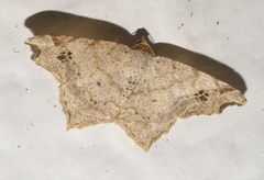 Macaria aemulataria