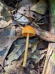 Entoloma quadratum