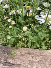 Anthemideae