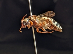 Triepeolus subnitens