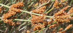 Allocasuarina pusilla