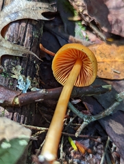 Entoloma quadratum