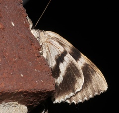 Catocala maestosa