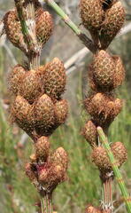 Allocasuarina pusilla