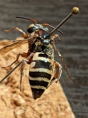 Triepeolus subnitens