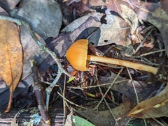 Entoloma quadratum