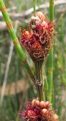 Allocasuarina pusilla