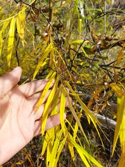 Salix schwerinii