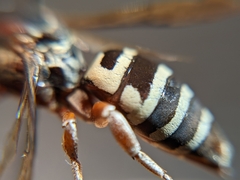 Triepeolus subnitens