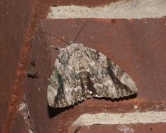 Catocala maestosa