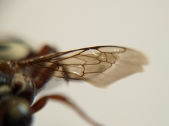 Triepeolus subnitens