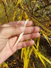 Salix schwerinii