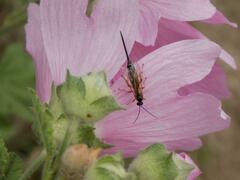 Ichneumonoidea