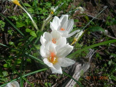 Crocus boryi