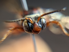 Triepeolus subnitens