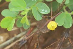 Chamaecrista rotundifolia