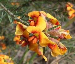 Dillwynia sericea
