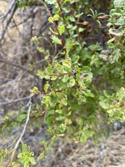 Aceria baccharipha