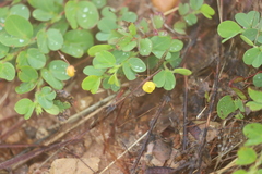 Chamaecrista rotundifolia