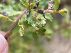 Aceria baccharipha