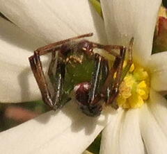 Australomisidia pilula