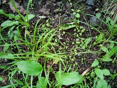 Carex bostrychostigma