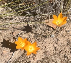 Ornithogalum maculatum