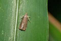 Syntonarcha iriastis