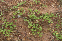 Chamaecrista rotundifolia