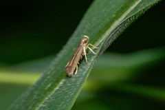 Syntonarcha iriastis