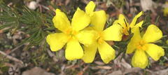 Hibbertia fasciculata
