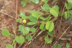 Chamaecrista rotundifolia
