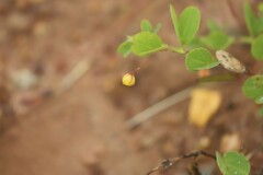 Chamaecrista rotundifolia
