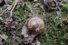 Helicarionoidea