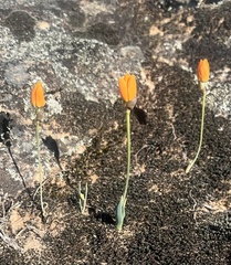 Ornithogalum maculatum