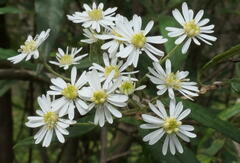Olearia phlogopappa