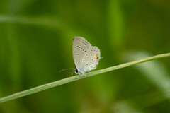 Cupido comyntas texana