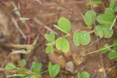 Chamaecrista rotundifolia